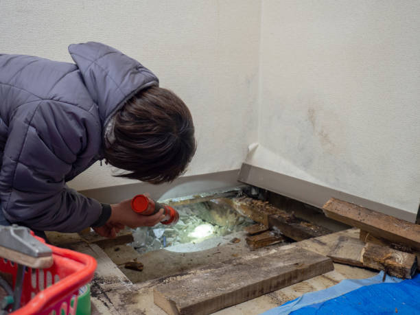Best Environmental Consulting for Mold Prevention  in Lisbon, OH