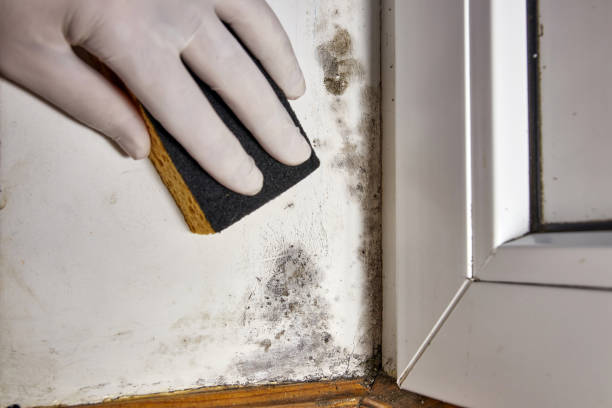 Best Post-Construction Mold Inspection  in Lisbon, OH